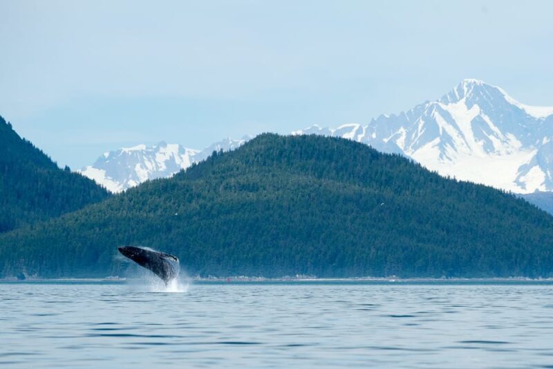 From Juneau: Whale Watching Cruise with Snacks - The Transportation and Boarding Experience