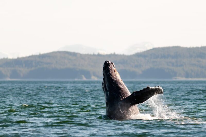From Juneau: Whale Watching Cruise with Snacks - Who Will Love This Tour?