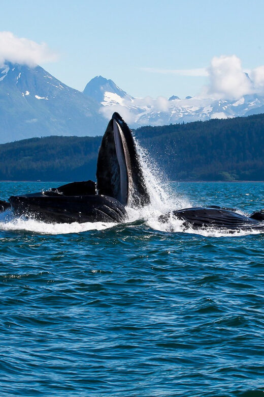 From Juneau: Whale Watching Cruise with Snacks - The Sum Up
