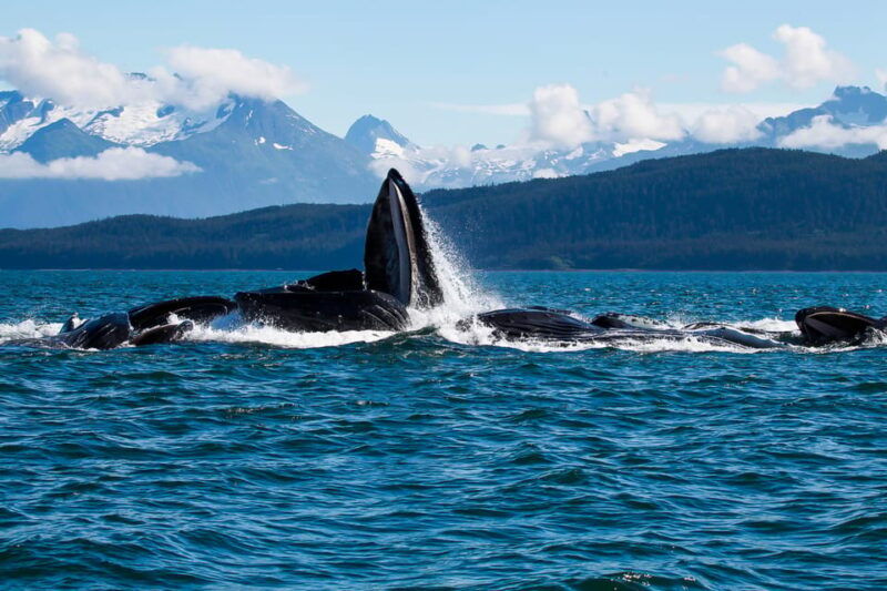 from-juneau-whale-watching-cruise-with-snacks