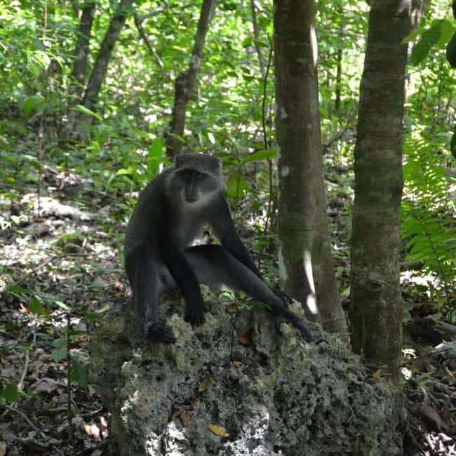 From Jungle to Stone Town: Zanzibar Nature & Heritage escape - Key Points