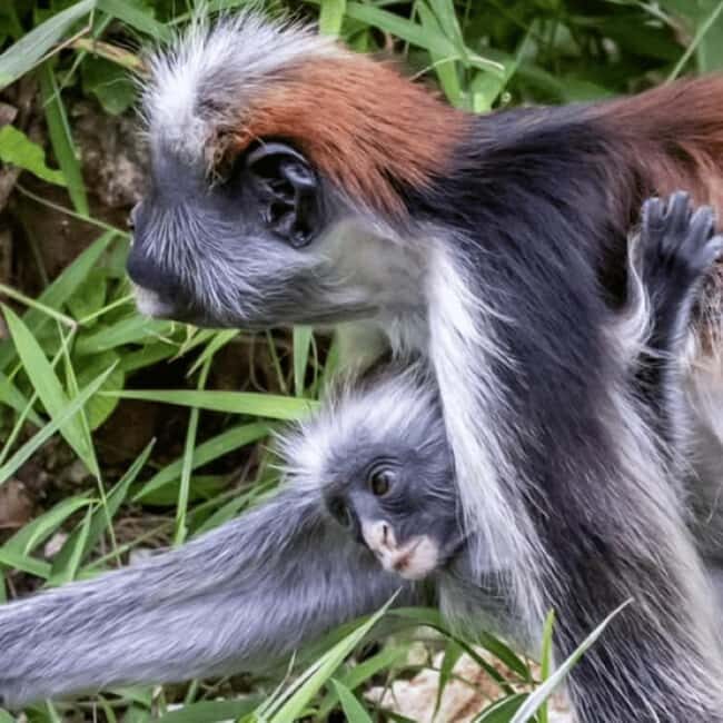 From Jungle to Stone Town: Zanzibar Nature & Heritage escape - Starting the Day at Jozani Forest