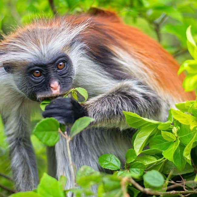 From Jungle to Stone Town: Zanzibar Nature & Heritage escape - FAQ