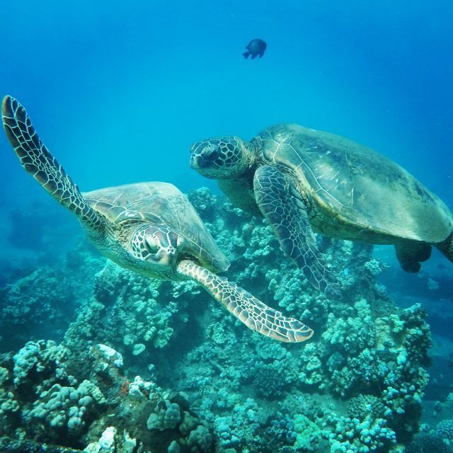 From Kaanapali: Afternoon West Maui Snorkeling w/ Drinks - The Experience: What You Can Expect