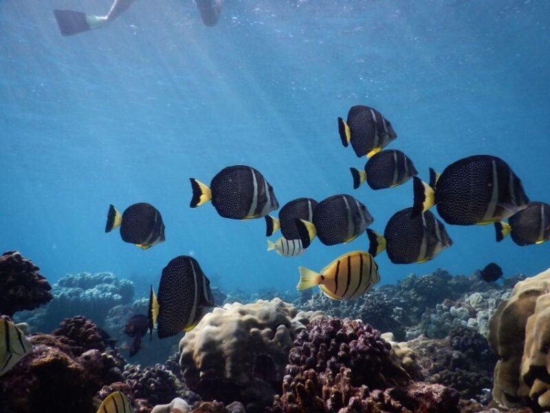 From Kaanapali: Afternoon West Maui Snorkeling w/ Drinks - Practical Tips for Travelers