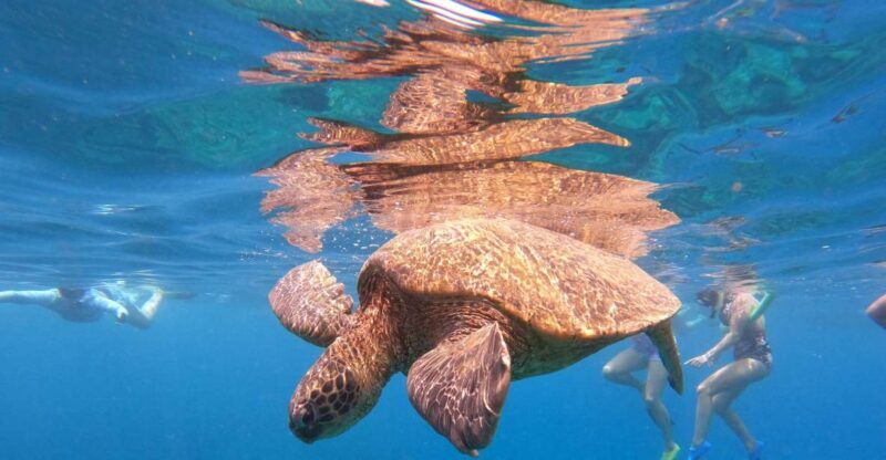 From Ka'anapali: West Maui Half-Day Snorkel Tour w/ Food - Setting the Scene: What’s Included and How It Works