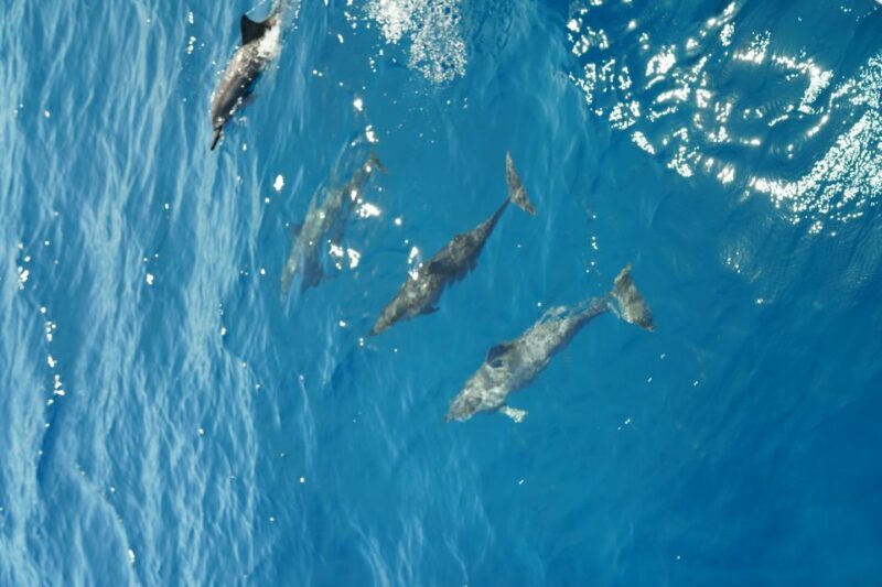 From Ka'anapali: West Maui Half-Day Snorkel Tour w/ Food - FAQs