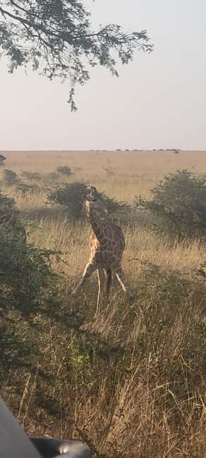 From Kampala: 2-Day Murchison Falls National Park Vacation - Final Thoughts: Is This Tour Right for You?