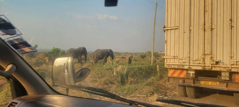 From Kampala: 2-Day Murchison Falls National Park Vacation - FAQs About the 2-Day Murchison Falls Tour