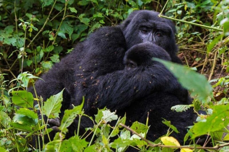 From Kampala: 3-Day Gorilla Trekking Safari to Bwindi - Key Points