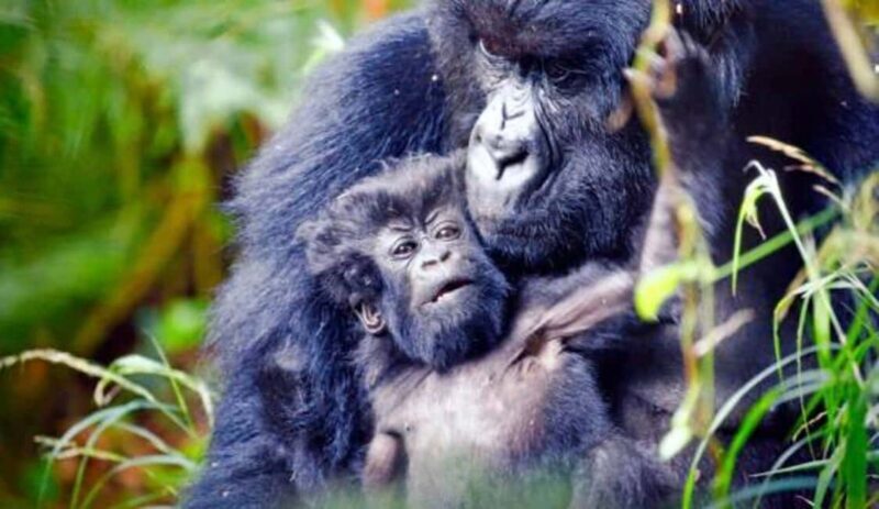 From Kampala: 3-Day Gorilla Trekking Safari to Bwindi - Final Thoughts