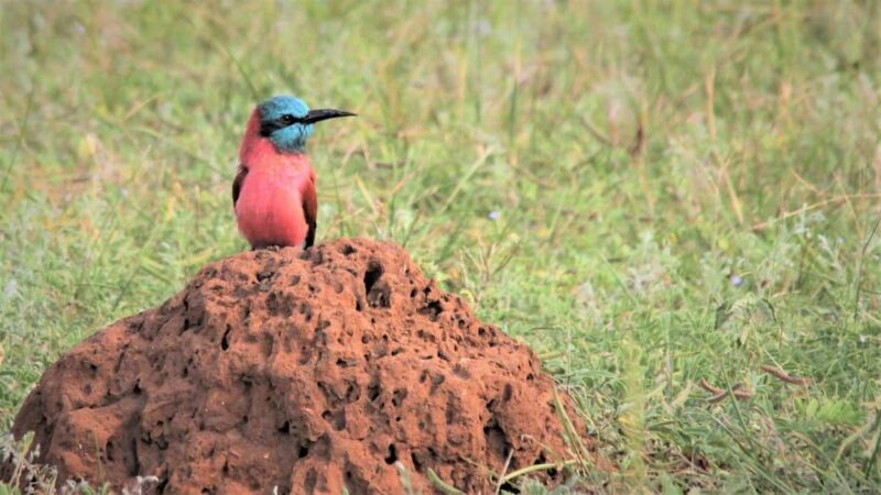 From Kampala: 3-Day Murchison Falls Luxury Wildlife Safari - Key Points
