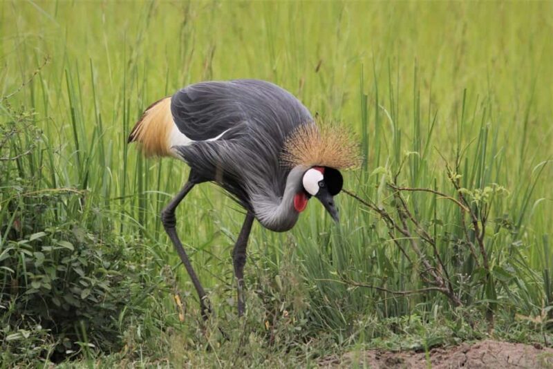 From Kampala: 3-Day Murchison Falls Luxury Wildlife Safari - An In-Depth Look at the 3-Day Murchison Falls Safari
