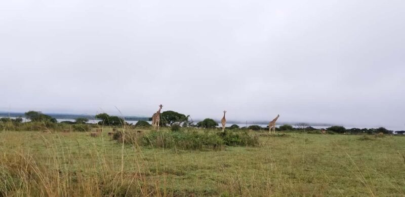 From Kampala: 3-Day Murchison Falls Safari with Rhino Trek - Why Choose This Tour?