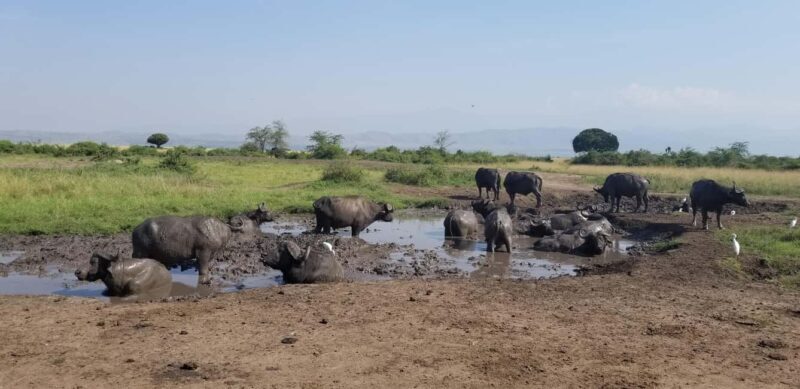 From Kampala: 3-Day Murchison Falls Safari with Rhino Trek - Who Is This Tour Best For?
