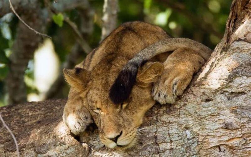 From Kampala: 3-Day Queen Elizabeth National Park Safari - Key Points