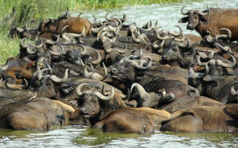 From Kampala: 3-Day Queen Elizabeth National Park Safari - Travel Details That Matter