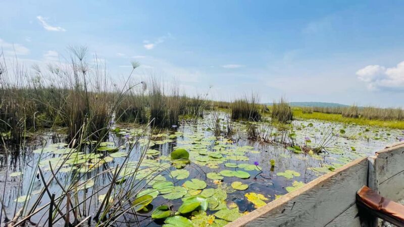 From Kampala: Mabamba Swamp Birding Half-Day Tour - Who Will Benefit Most?