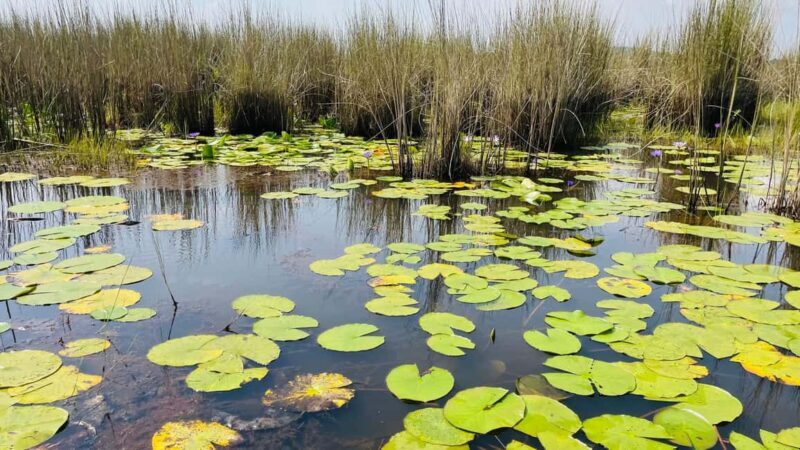 From Kampala: Mabamba Swamp Birding Half-Day Tour - FAQ