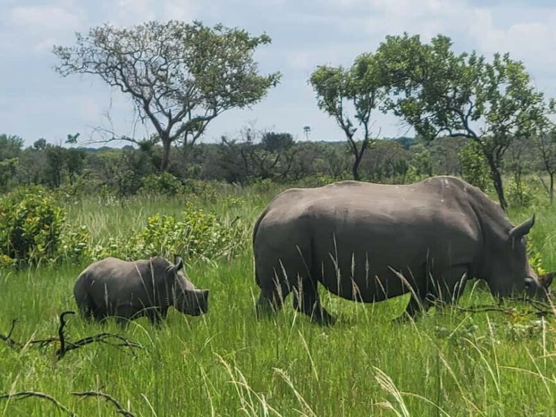 From Kampala: Ziwa Rhino Sanctuary Day Tour with Lunch - Key Points