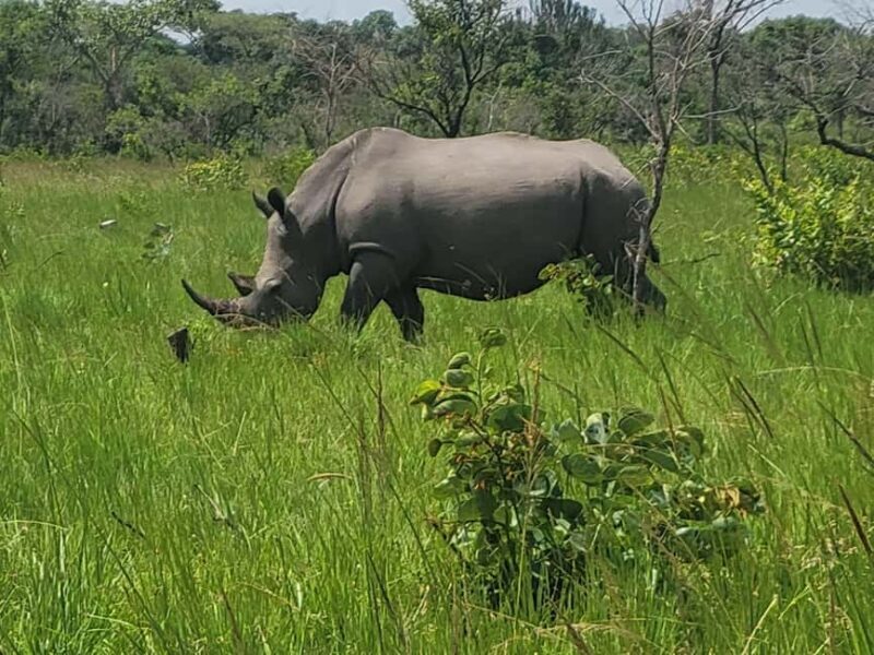 From Kampala: Ziwa Rhino Sanctuary Day Tour with Lunch - An In-Depth Look at the Ziwa Rhino Sanctuary Day Tour