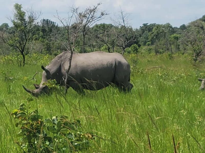 From Kampala: Ziwa Rhino Sanctuary Day Tour with Lunch - Practical Tips for a Smooth Experience