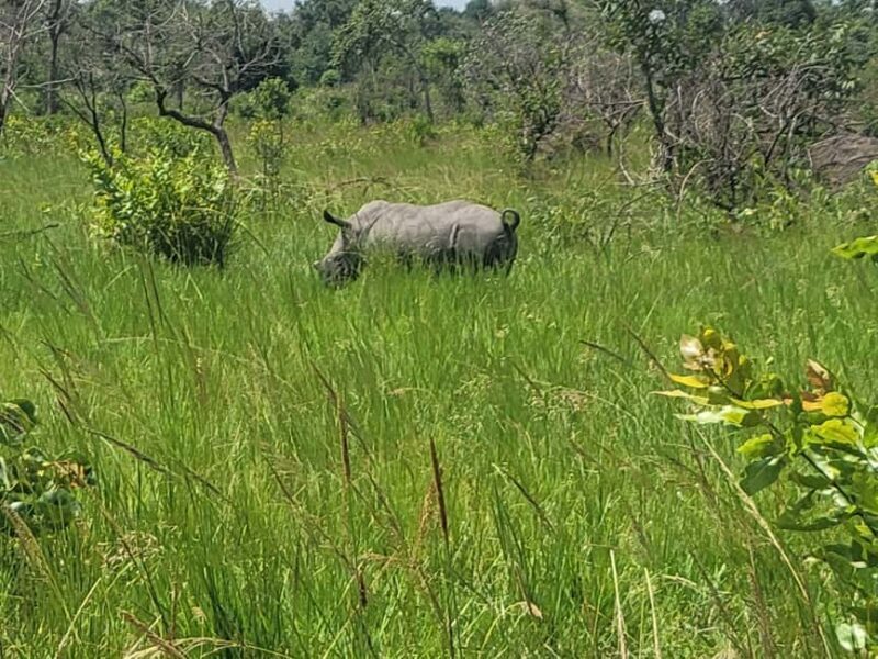 From Kampala: Ziwa Rhino Sanctuary Day Tour with Lunch - Who Is This Tour Best For?