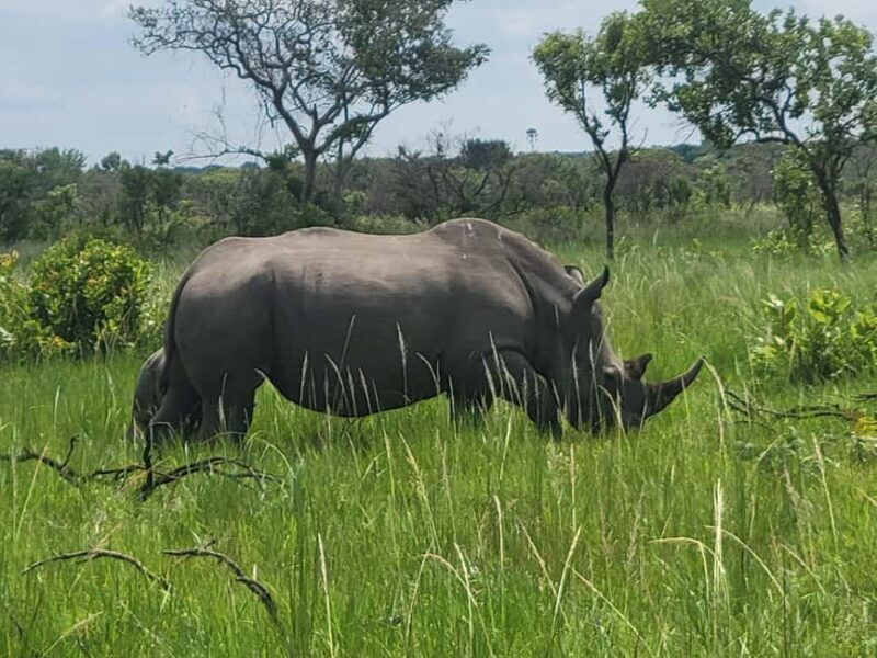 From Kampala: Ziwa Rhino Sanctuary Day Tour with Lunch - Final Thoughts