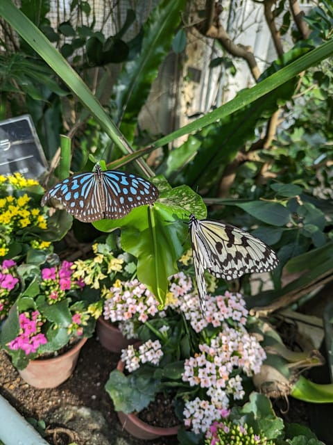 from-kanazawa-temples-panoramic-landscape-and-butterflies