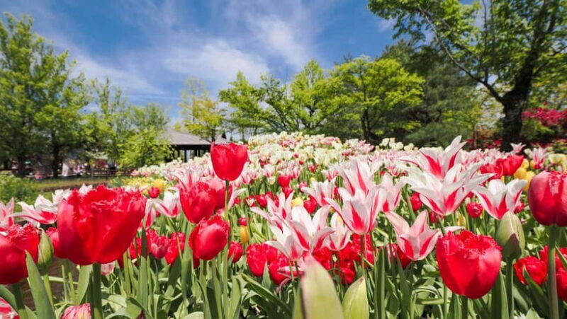 From Kanazawa: Tonami Tulip Festival and UNESCO Gokayama - The Experience from Real Travelers