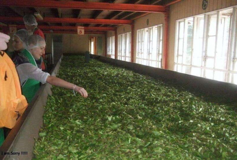 from-kandy-all-inclusive-kandy-pinnawala-tea-plantation