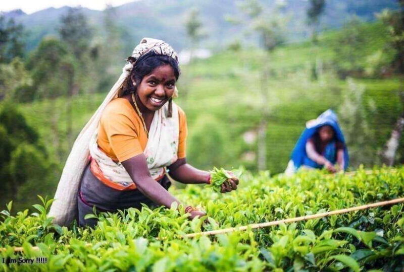 from-kandy-all-inclusive-kandy-pinnawala-tea-plantation