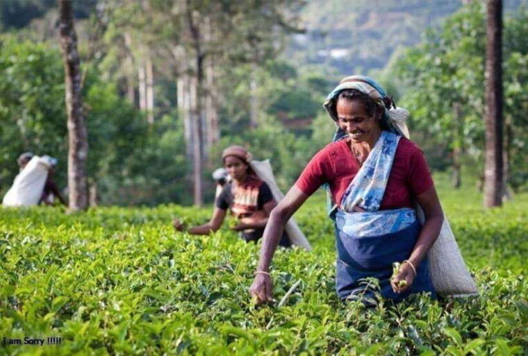 from-kandy-all-inclusive-kandy-pinnawala-tea-plantation
