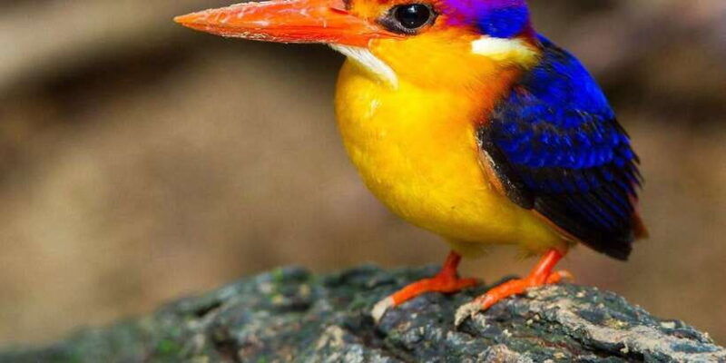 from-kandy-bird-watching-tour-to-udawatte-kele-sanctuary