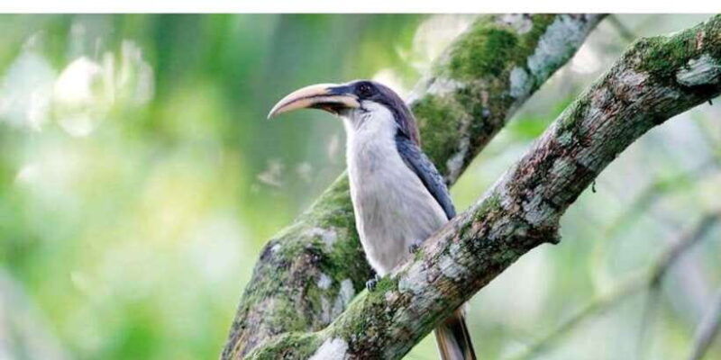from-kandy-bird-watching-tour-to-udawatte-kele-sanctuary