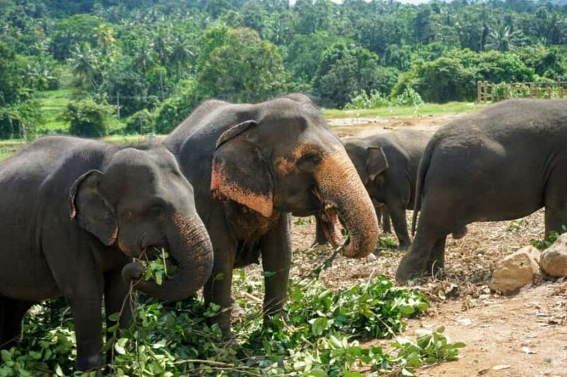 From Kandy: Dambulla to Sigiriya Day Trip By Car - FAQ