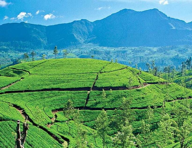 From Kandy: Ella private Day Tour With Train Ride - FAQs