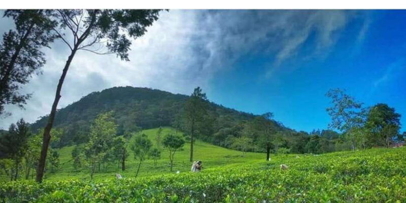 from-kandy-james-taylors-tea-tour-the-tale-of-ceylon-tea