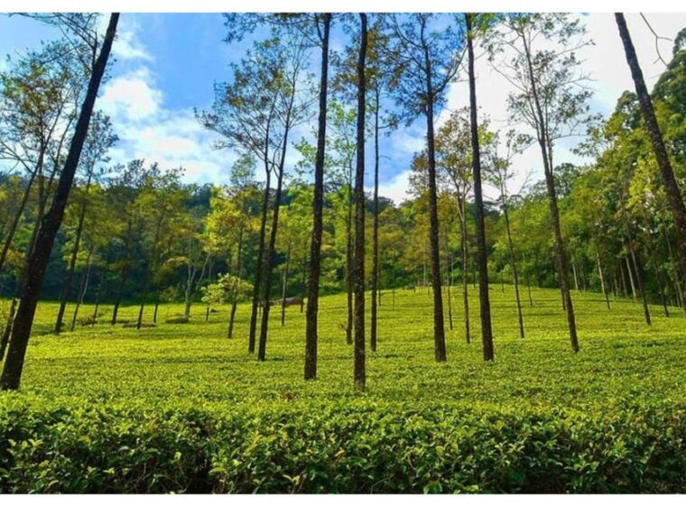 from-kandy-james-taylors-tea-tour-the-tale-of-ceylon-tea