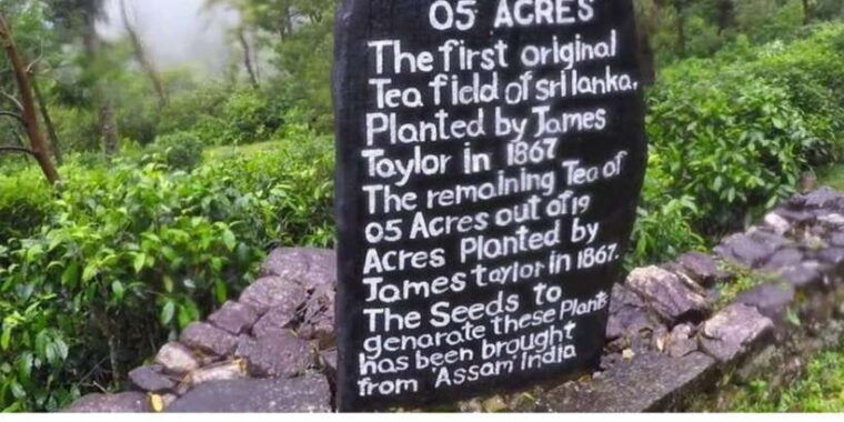 from-kandy-james-taylors-tea-tour-the-tale-of-ceylon-tea