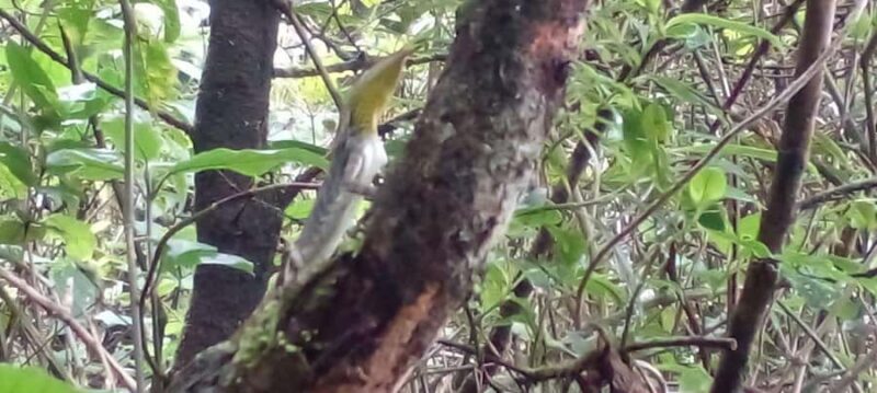 From Kandy: Knuckles Mountain Range Exploration Day Tour - Who Should Consider This Tour?