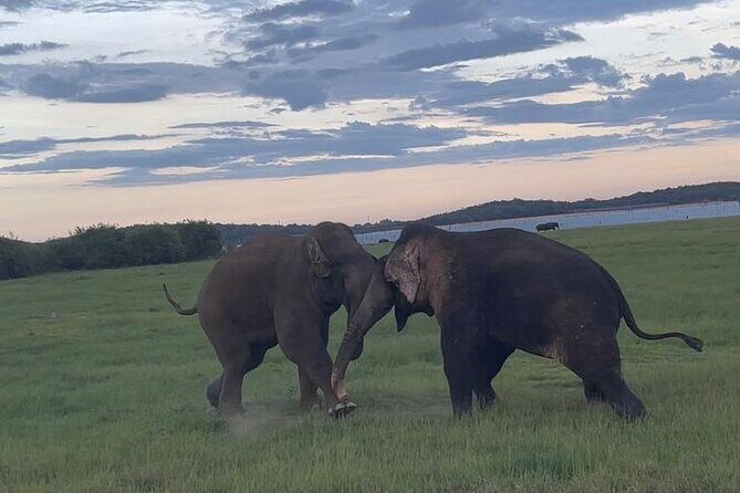 From Kandy: Minneriya Wildlife Safari and Heritage Day Tour - Exploring Sri Lanka’s Heritage & Wildlife from Kandy: An In-Depth Review