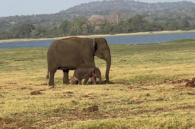 From Kandy: Minneriya Wildlife Safari and Heritage Day Tour - Second Stop: Golden Temple of Dambulla