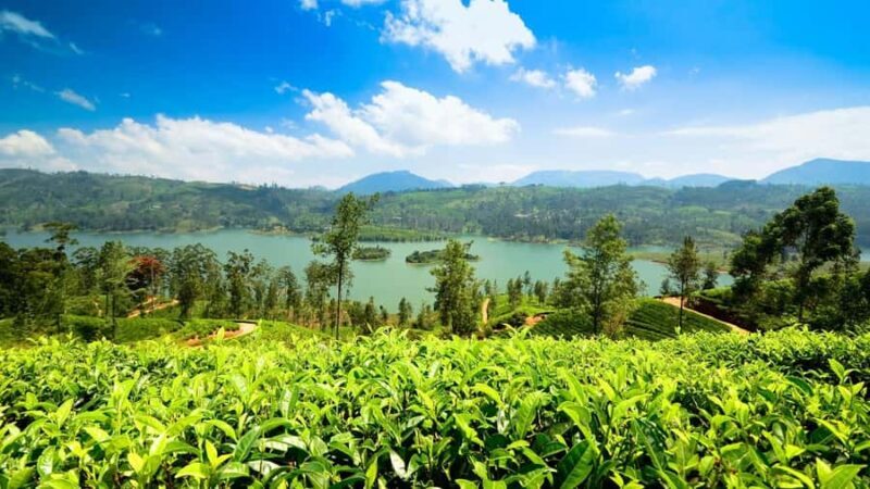 From Kandy: Nuwara Eliya Day Tours (Ambewela Railway Drop) - A Walk Through the Itinerary: What to Expect