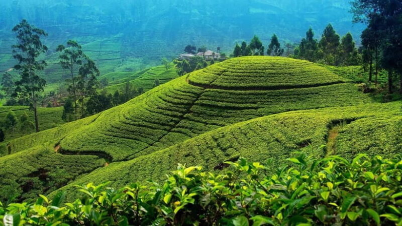 From Kandy: Nuwara Eliya Tour via Ambuluwawa [Private Tour] - Key Points