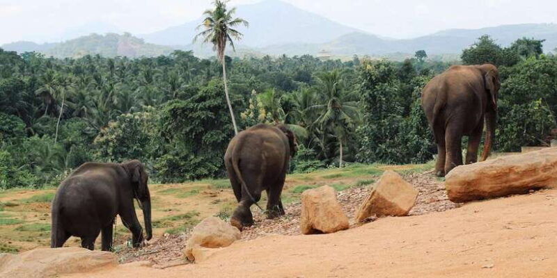 from-kandy-pinnawala-and-botanical-garden-tour-by-tuk-tuk