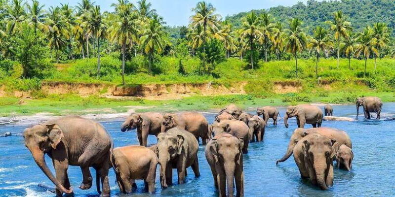 from-kandy-pinnawala-day-tour