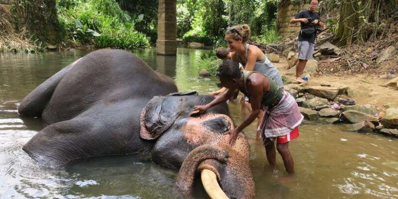 from-kandy-pinnawala-day-tour
