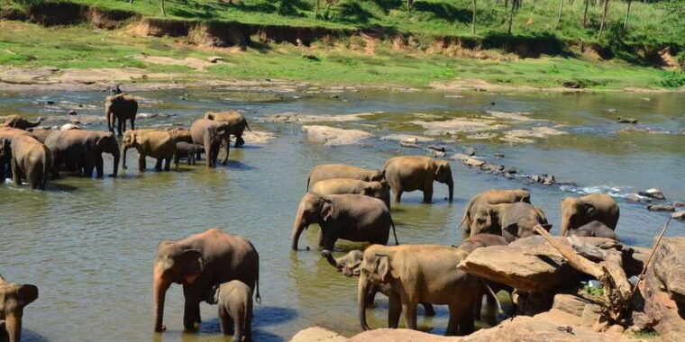 from-kandy-pinnawala-day-tour