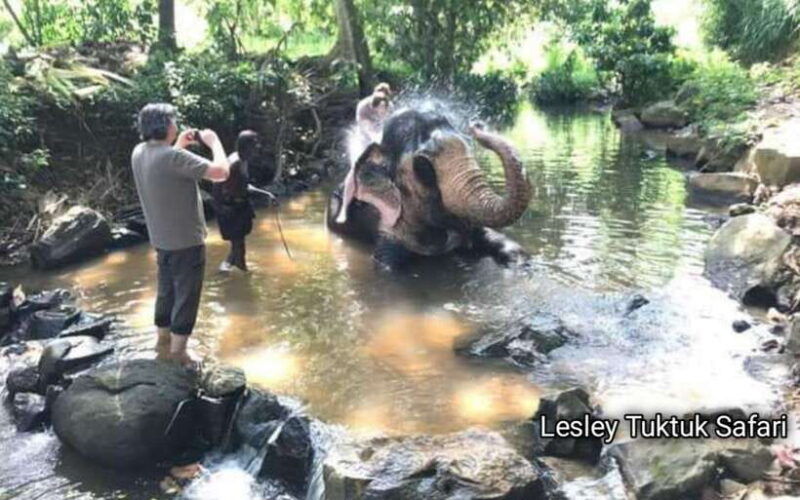 from-kandy-pinnawala-elephant-orphanage-day-trip
